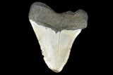 Bargain, Megalodon Tooth - North Carolina #101319-2